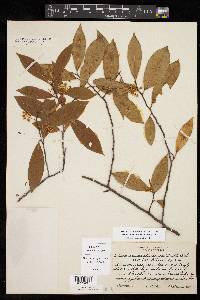 Prunus caroliniana image