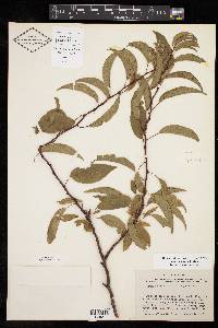 Prunus angustifolia image