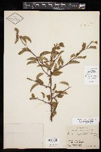 Prunus angustifolia image