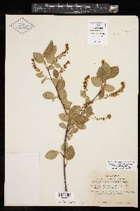 Prunus serotina var. virens image