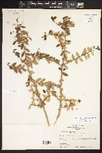 Ilex vomitoria image