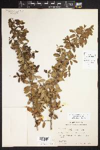 Ilex vomitoria image