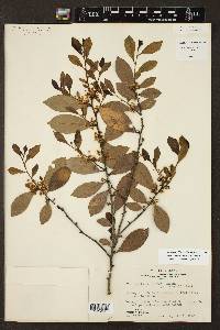 Ilex coriacea image