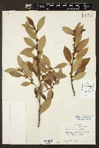 Ilex coriacea image