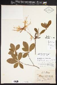 Rhododendron canescens image