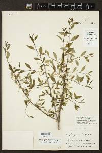 Ilex longipes image