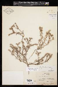 Cryptantha minima image