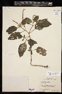 Heliotropium indicum image