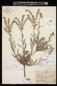 Cryptantha palmeri image