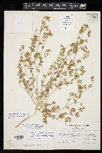 Euphorbia geyeri var. wheeleriana image