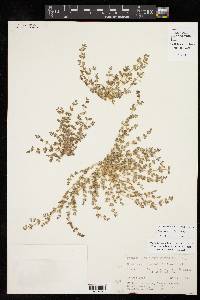 Euphorbia laredana image