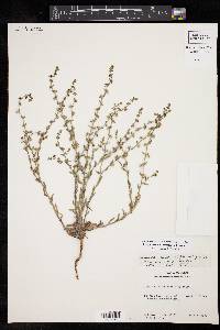 Lappula occidentalis var. occidentalis image