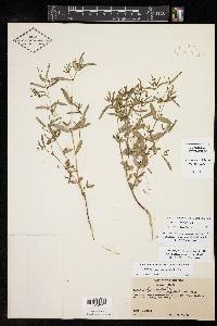 Chamaesyce hyssopifolia image