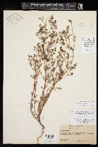 Chamaesyce hyssopifolia image