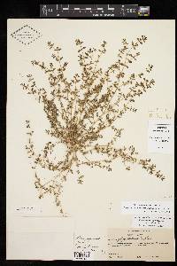 Euphorbia abramsiana image