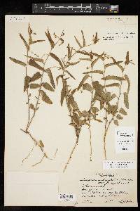 Tragia urticifolia image