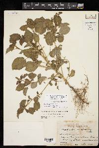 Acalypha ostryifolia image