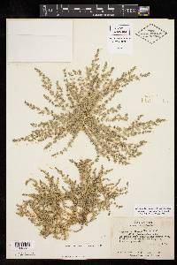 Euphorbia prostrata image