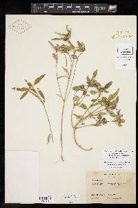 Euphorbia dentata var. dentata image