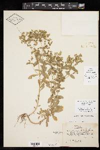 Euphorbia helleri image