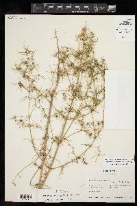 Euphorbia hexagona image