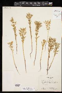 Euphorbia spathulata image
