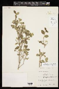 Bernardia myricifolia image