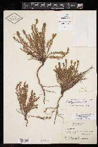 Phyllanthus polygonoides image