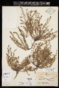 Phyllanthus polygonoides image