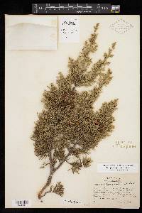 Juniperus pinchotii image