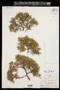 Juniperus pinchotii image