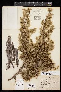 Juniperus pinchotii image