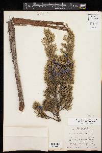 Juniperus pinchotii image