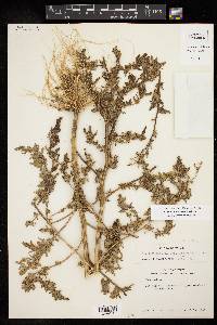 Chenopodium berlandieri image