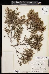 Juniperus ashei image