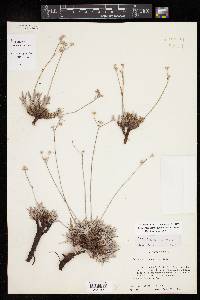 Eriogonum lachnogynum image