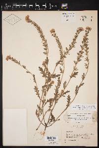 Phacelia strictiflora image