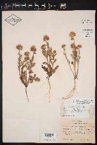 Phacelia strictiflora image