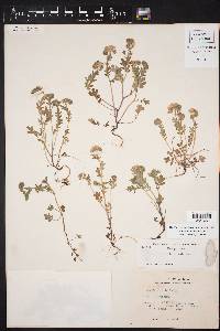 Phacelia hirsuta image