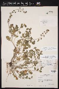 Phacelia austrotexana image