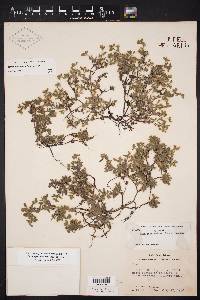 Nama parvifolia image