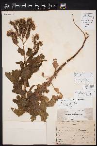 Phacelia integrifolia var. integrifolia image