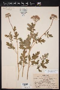 Phacelia congesta image