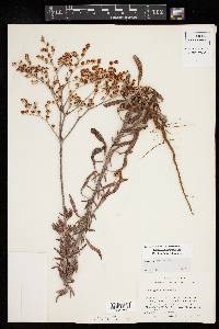 Eriogonum annuum image