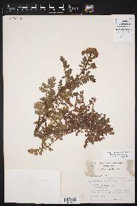 Phacelia congesta image