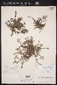 Nama parvifolia image