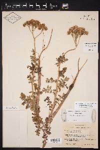 Phacelia congesta image