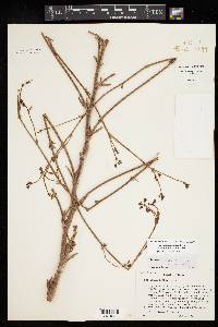 Eriogonum alatum image