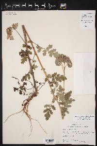 Phacelia congesta image