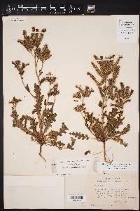 Phacelia intermedia image